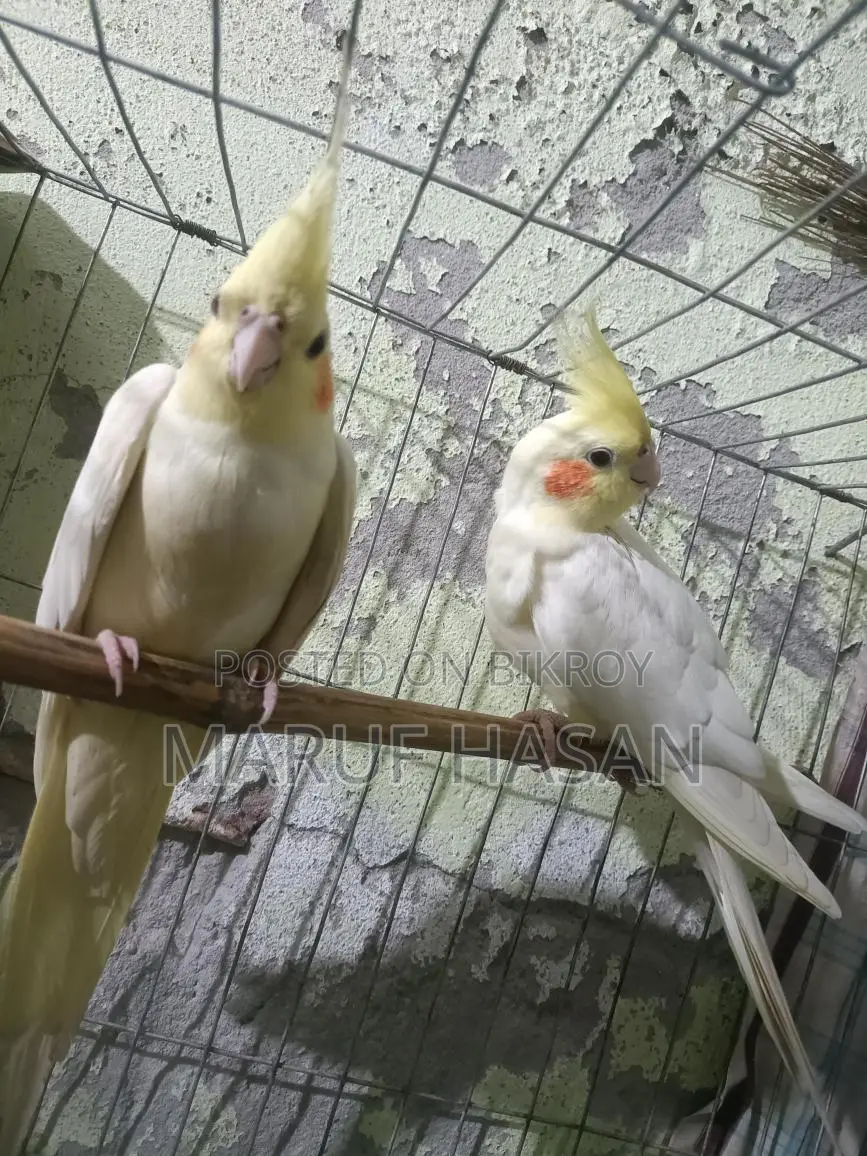 Lutino Cockatiel