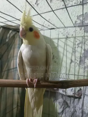 Lutino Cockatiel