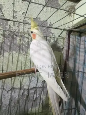 Lutino Cockatiel