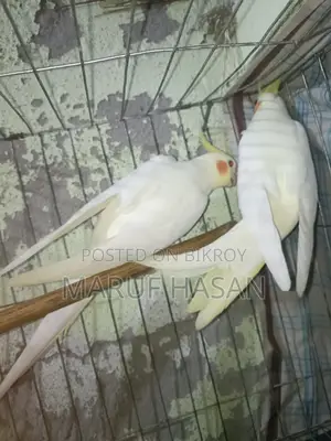 Lutino Cockatiel