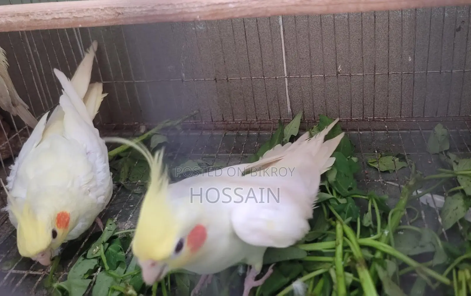 Cockatiel