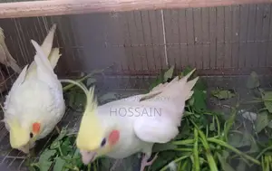 কোকাটেল