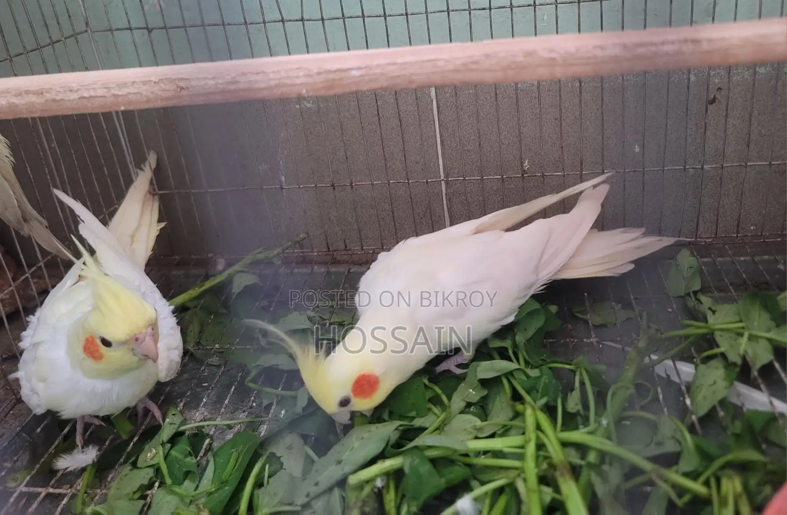 Cockatiel