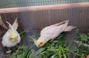 Cockatiel