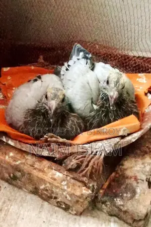 Edible Pigeon Squabs