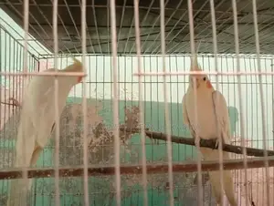 Cockatiel bird for sale