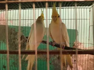 কোকাটেল পাখি বিক্রি হবে