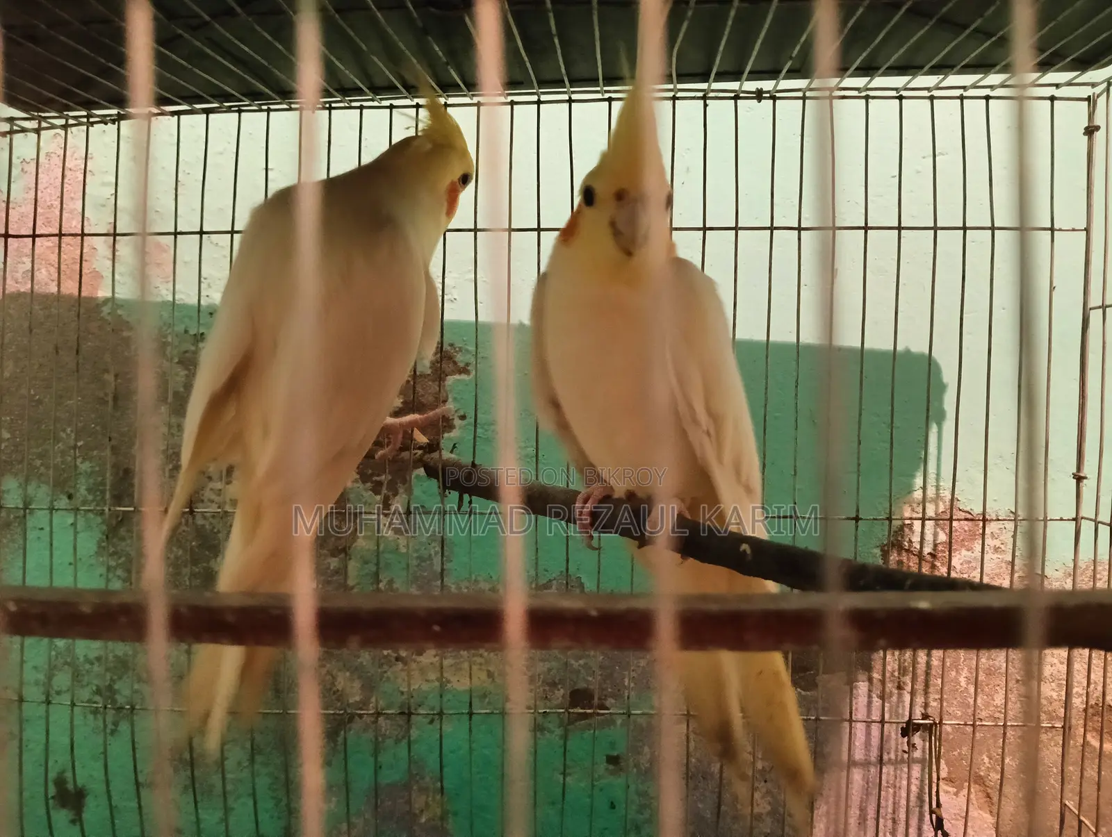 কোকাটেল পাখি বিক্রি হবে