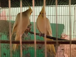 কোকাটেল পাখি বিক্রি হবে