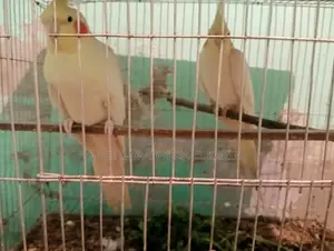 কোকাটেল পাখি বিক্রি হবে