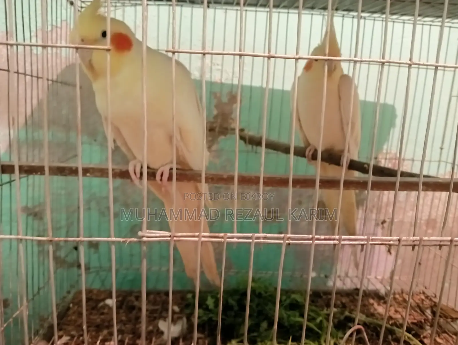 কোকাটেল পাখি বিক্রি হবে