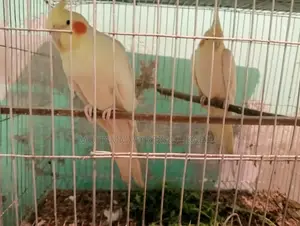 কোকাটেল পাখি বিক্রি হবে