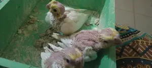 Cockatiel Bird Chicks