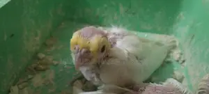 Cockatiel Bird Chicks