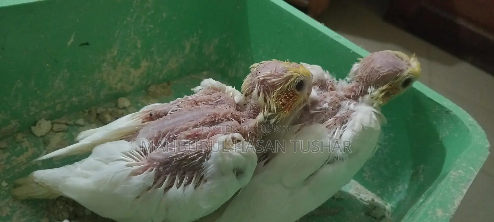 Cockatiel Bird Chicks