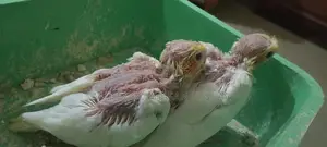 Cockatiel Bird Chicks