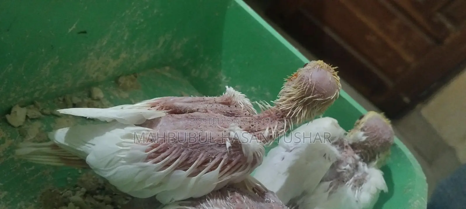 Cockatiel Bird Chicks