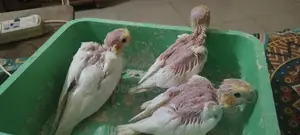 Cockatiel Bird Chicks