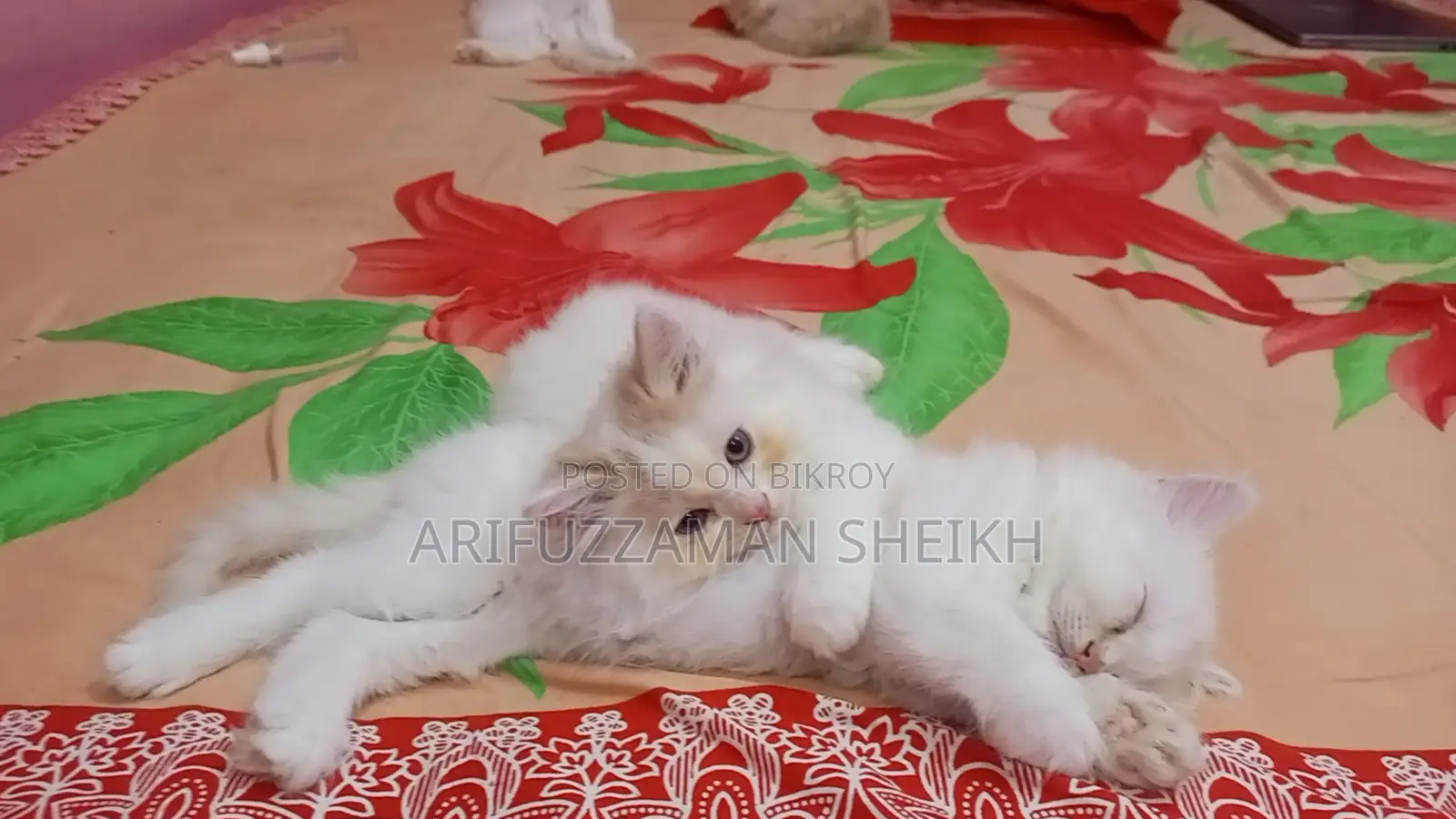 Pure Persian Triple Coated Cat