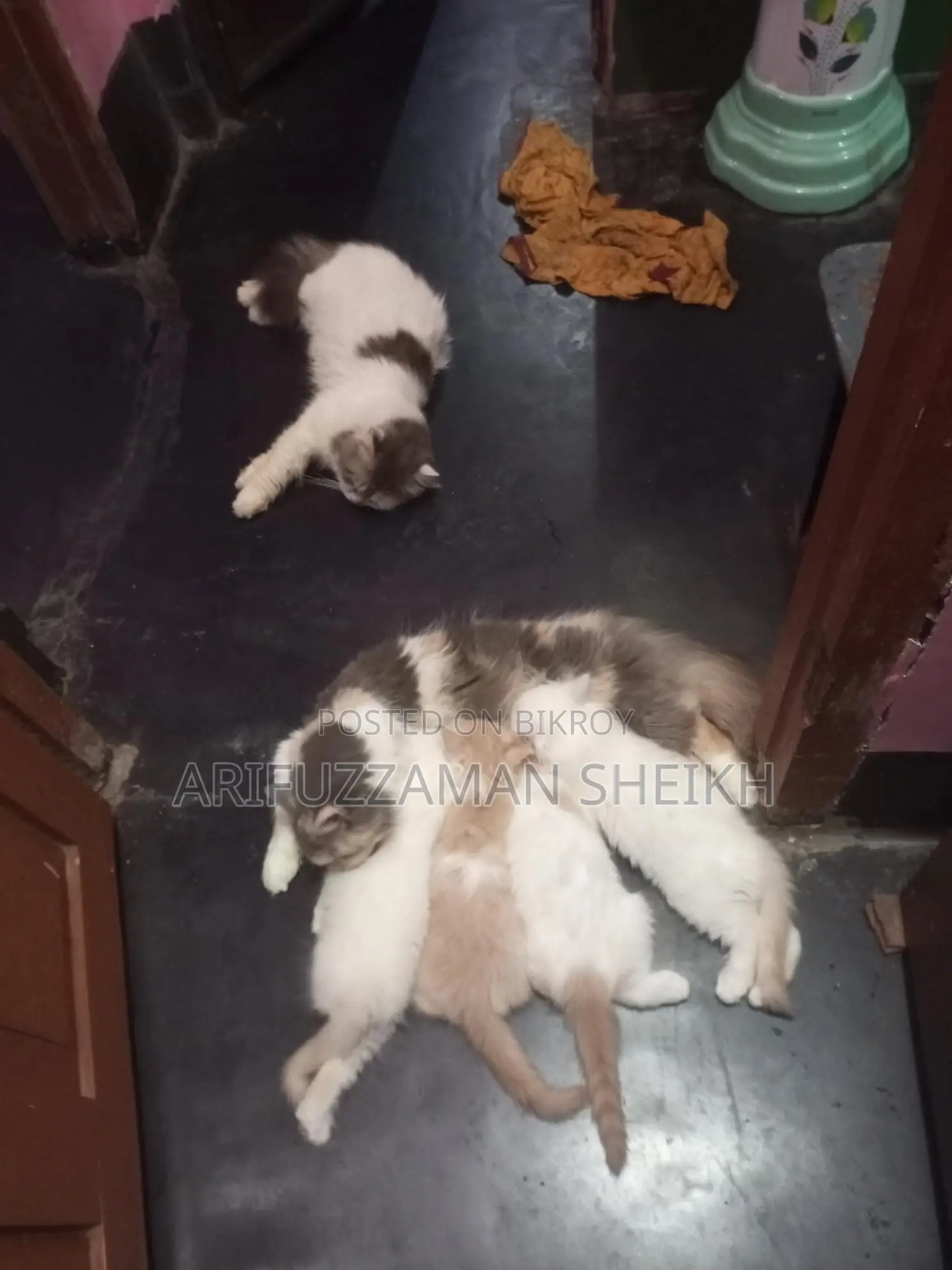 Pure Persian Triple Coated Cat