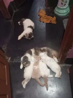Pure Persian Triple Coated Cat