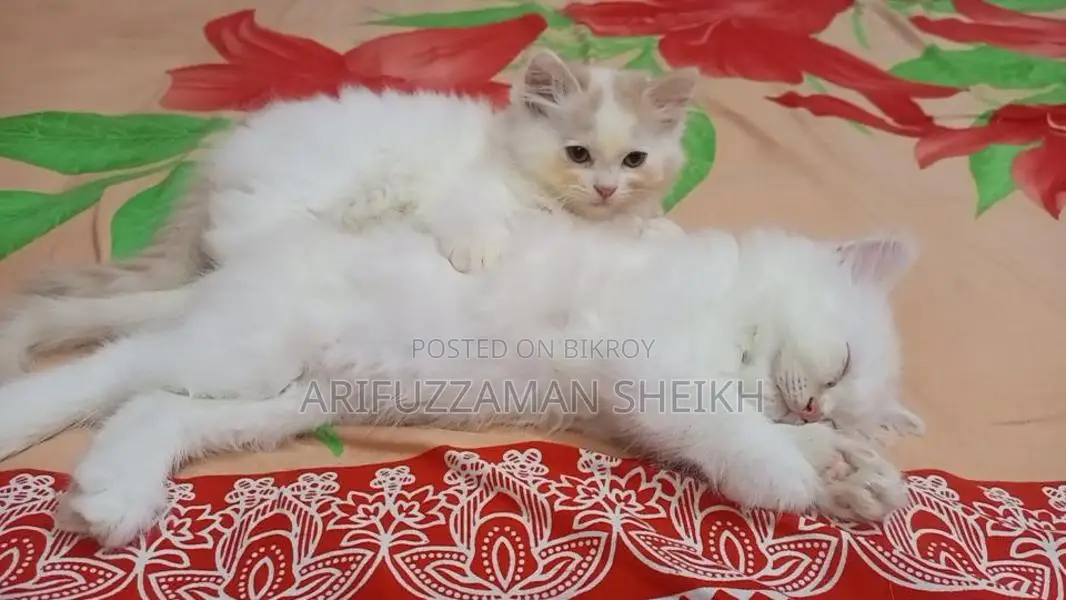 Pure Persian Triple Coated Cat