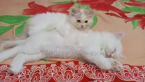 Pure Persian Triple Coated Cat