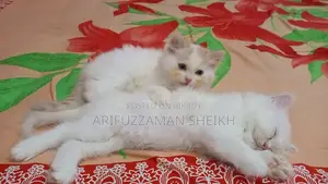 Pure Persian Triple Coated Cat