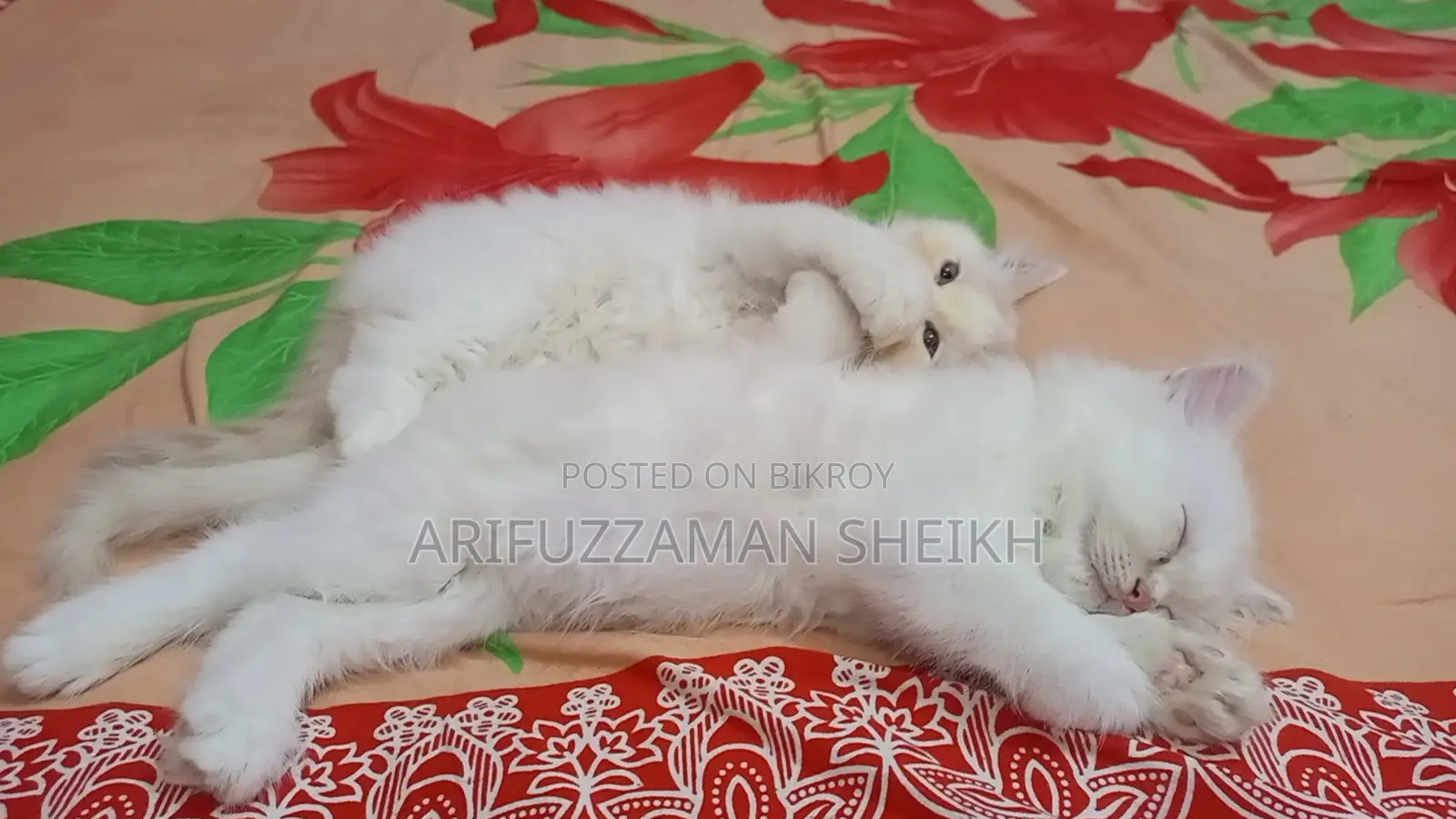 Pure Persian Triple Coated Cat