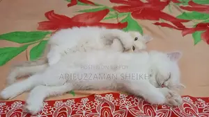 Pure Persian Triple Coated Cat