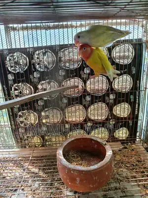 রানিং লাভবার্ডস