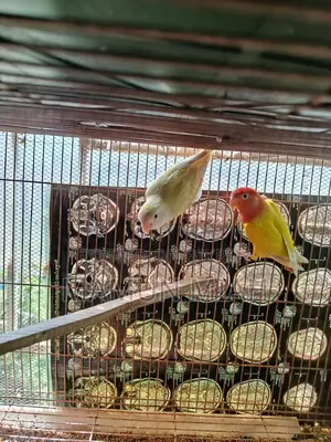 রানিং লাভবার্ডস