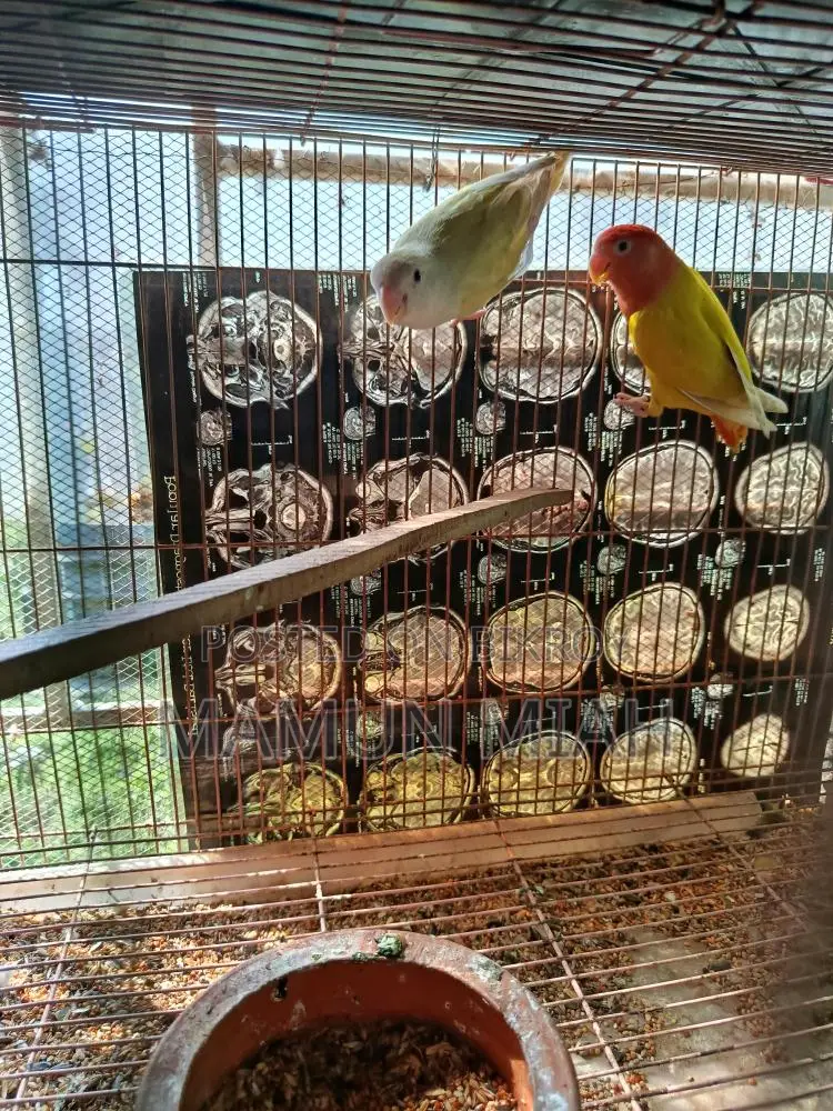 রানিং লাভবার্ডস