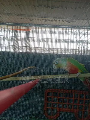 Conure
