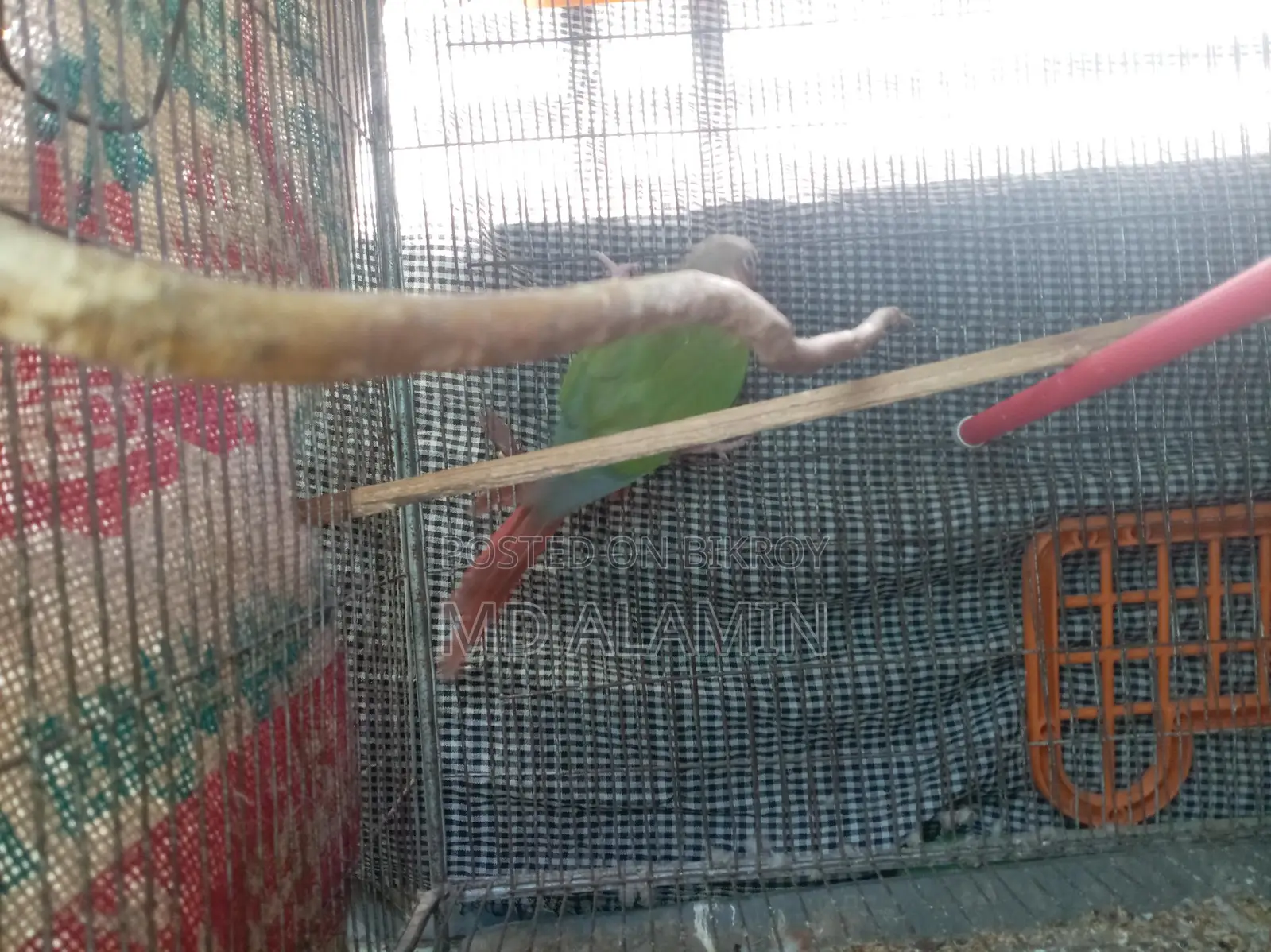 Conure