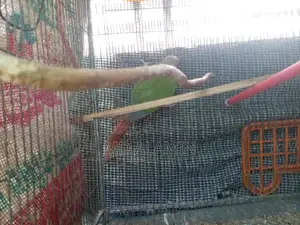 Conure