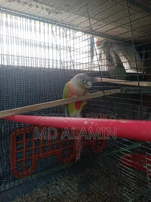 Conure