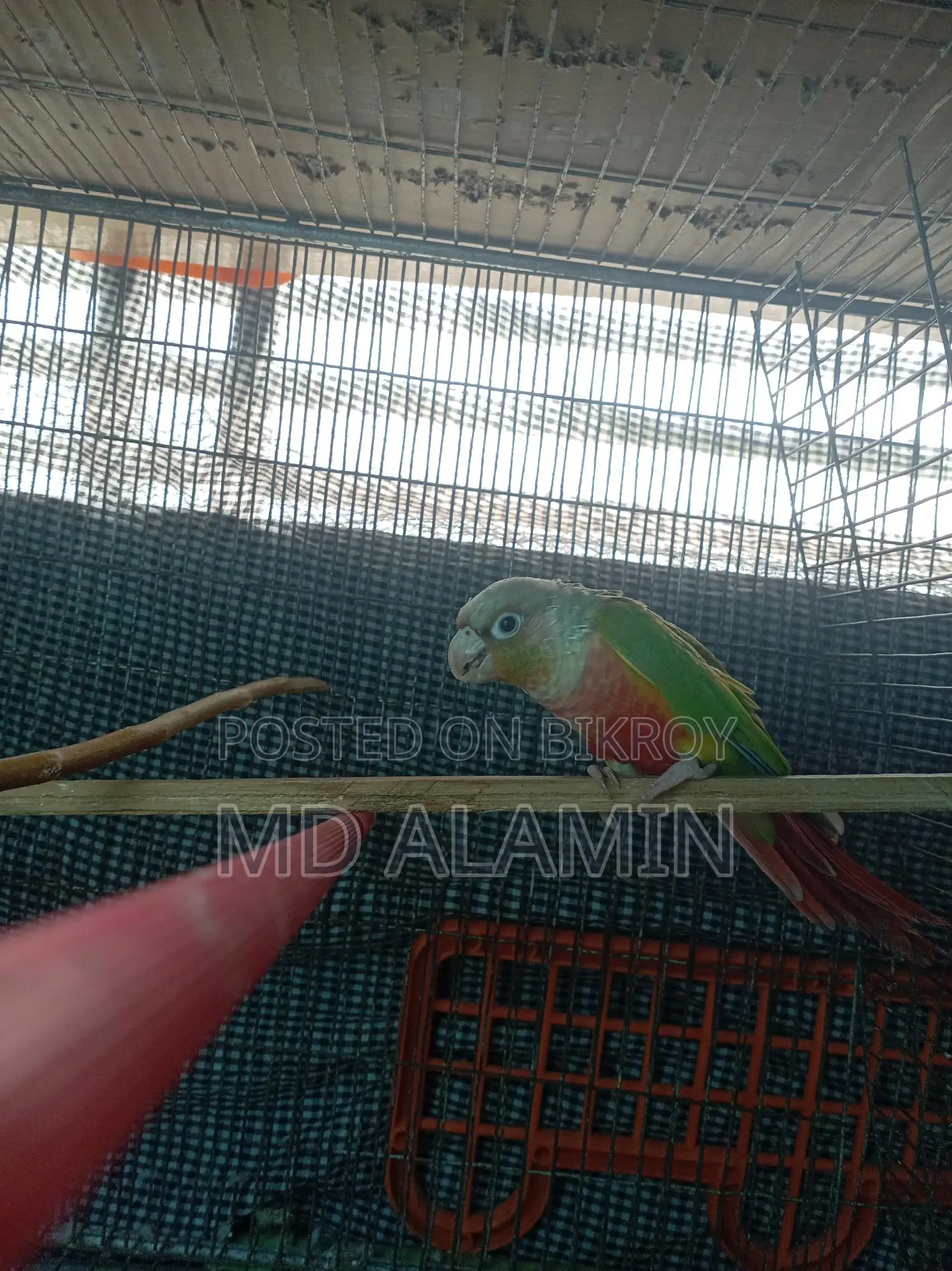 Conure