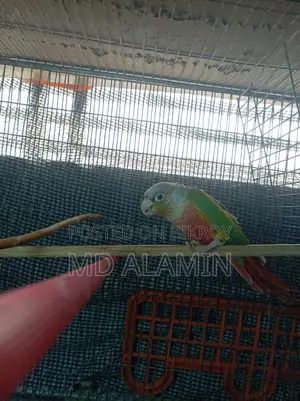 Conure