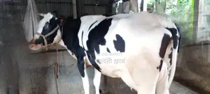 ১০৯৭ নং গাভী কিনুন ভালো জাতের।