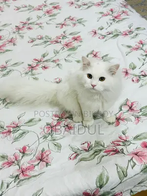 Persian Cat