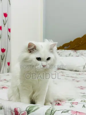 Persian Cat