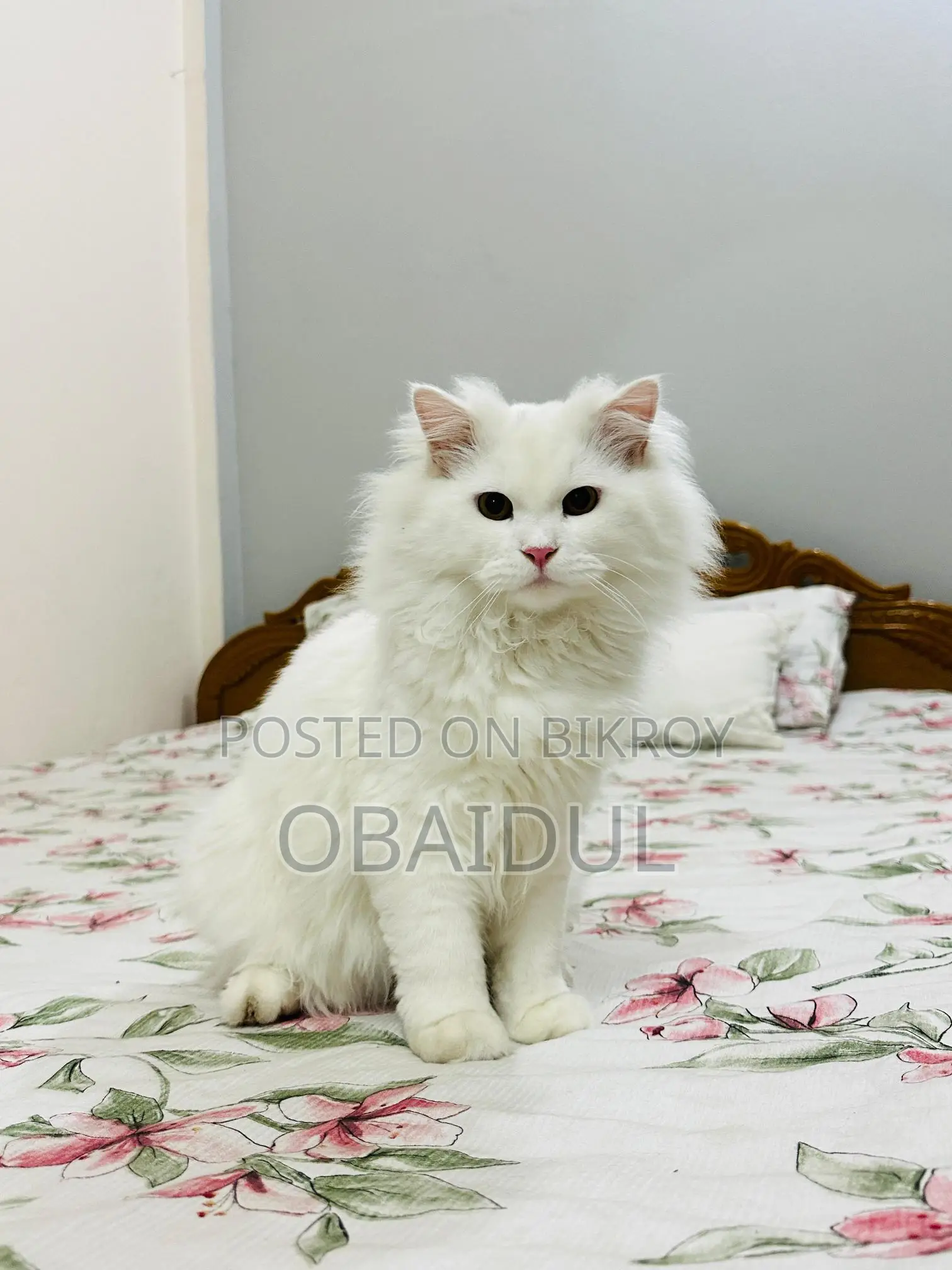 Persian Cat