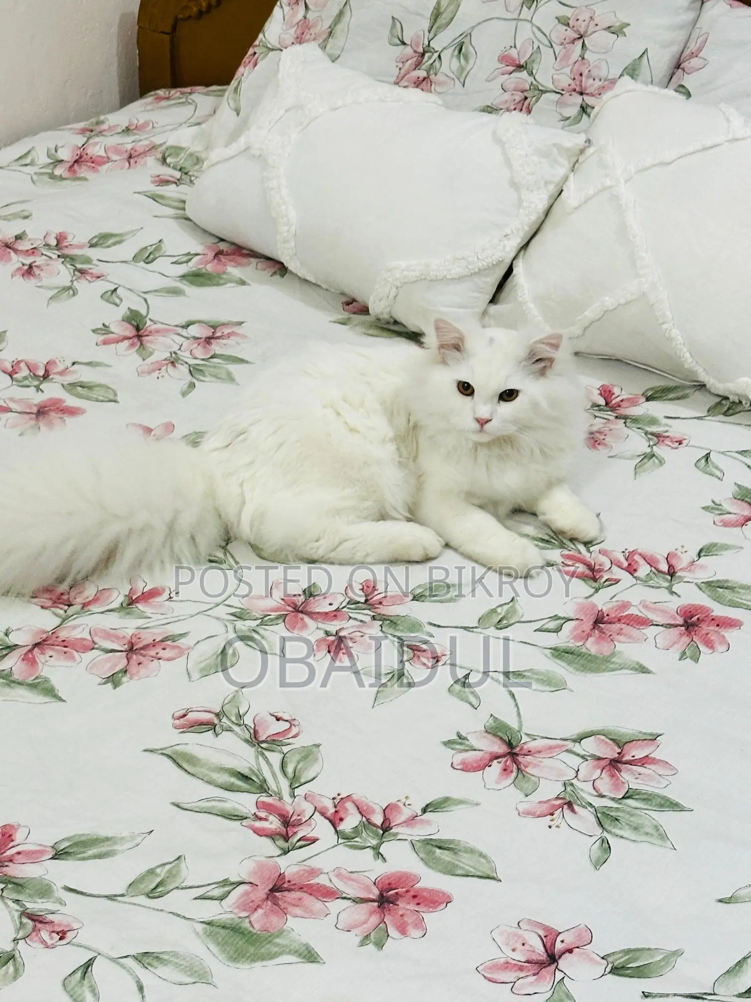 Persian Cat