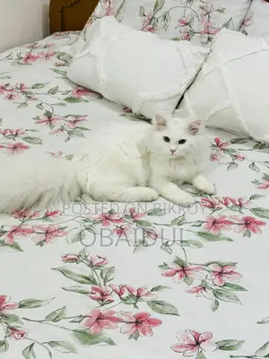 Persian Cat