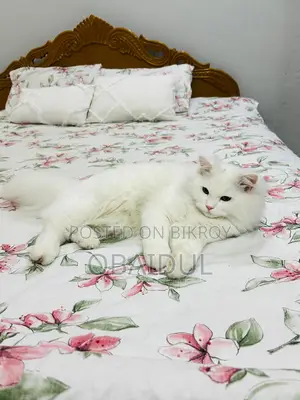 Persian Cat