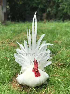 রানিং জাপানিজ ব্যান্থম