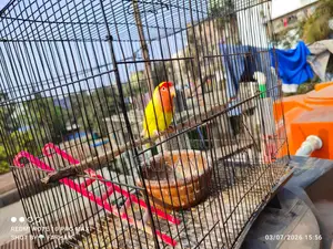 Adult Lovebird