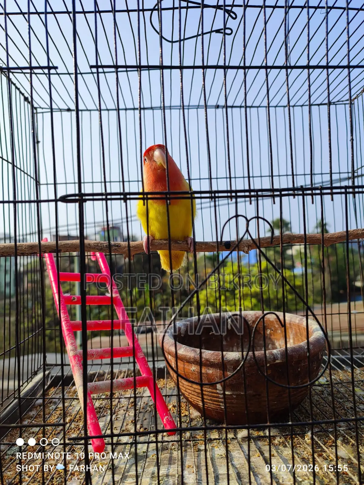 Adult Lovebird