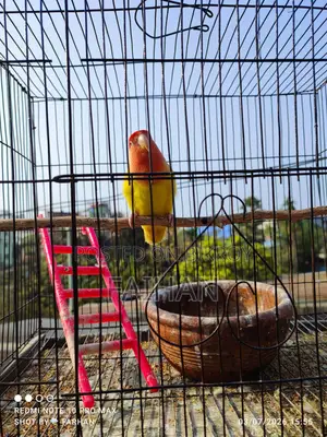 Adult Lovebird